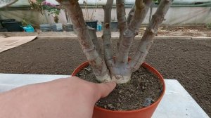 Толстянки: итог кардинальной обрезки через 1,5 года