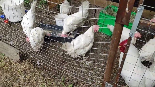 Про кур. Леггорны. Чешские доминанты. Инкубация яиц от леггорнов и обычного петуха смотреть онлайн