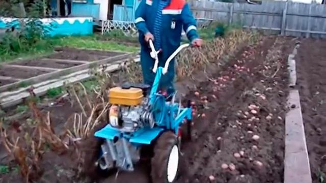 Копаем картошку