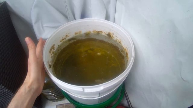 Суринамская вишня (Питанга) в аквапонике смотреть онлайн