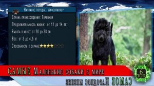 Самые маленькие породы собак в мире | ТОП 10 самых маленьких пород собак в мире
