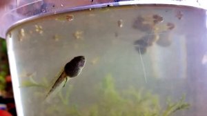 Из головастика в лягушку, часть 1.