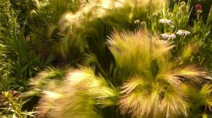 Злаковый сад.Гривастый ячмень.