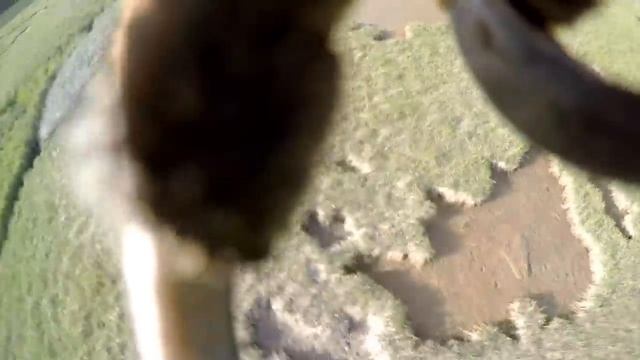 10 Шокирующих Видео Снятые Животными. Зомби Чез