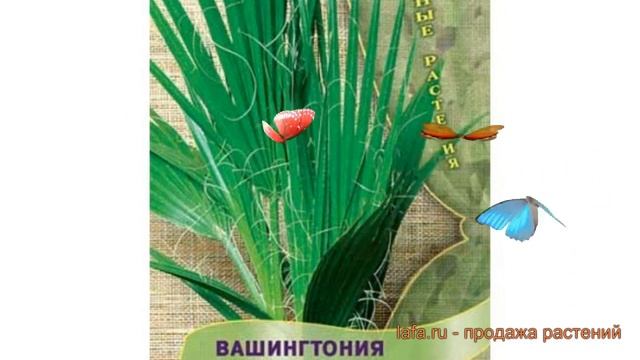 Вашингтония нитчатая Нитчатая (nitchataya) ? Нитчатая обзор: как сажать, семена вашингтонии Нитчата