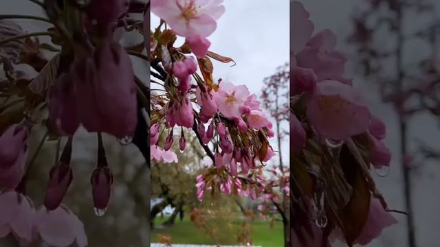 4 мая - Проклов день смотреть онлайн