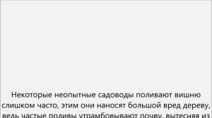 Как поливать вишню.Как часто поливать вишню