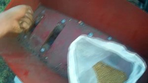 Посев сидератной горчицы .Самодельной сеялкой к мотоблоку