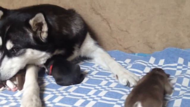 Щеночки хаски 1 день. Husky Puppies 1 day смотреть онлайн