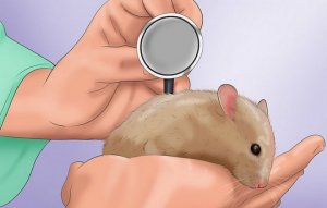 ЛИШАЙ У ХОМЯКА