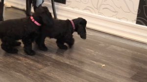 Щенки американского кокер спаниеля п-к " Эвелвейс"