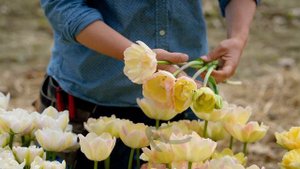 'Creme Upstar' Tulip from Johnny's Selected Seeds