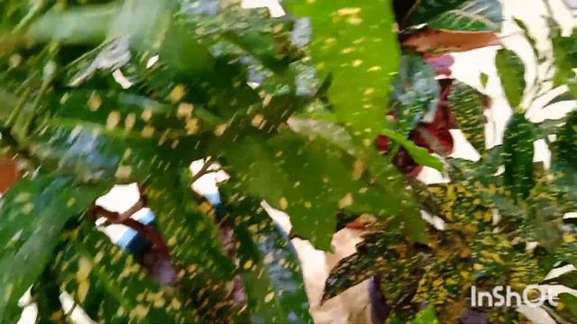 Yellow Leaves And Dropping Croton Plant । क्रोटन के पौधों के पत्ते पीले होकर गिरने का कारण एवं उपचा смотреть онлайн