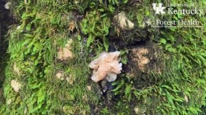 What's That Fungus? - Tremella spp.