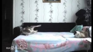 Собака и диван. Пес один дома. Скрытая камера. / Dog and a sofa. Dog home alone . Hidden camera .