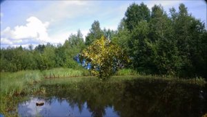 Оздоровление желудка при язвенной болезни . Сытин Г,Н.