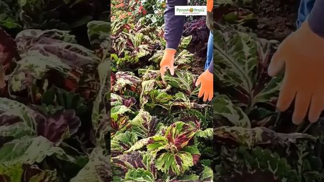 #Колеус как #хоста. Видели такое⁉️ #рассадацветов#семена #дача#сад#обзор#земля#огород#вестисполей