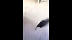 Голубь в полете делает сальто назад