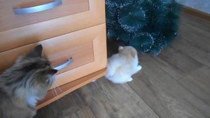 Померанский ШПИЦ Первые дни щенка в новом доме