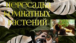 Посадка и пересадка комнатных растений