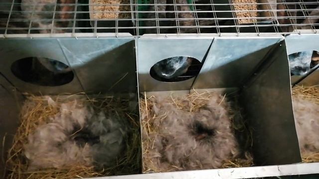 Окролы полтавское серебро.