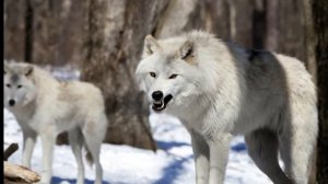 Полярный волк