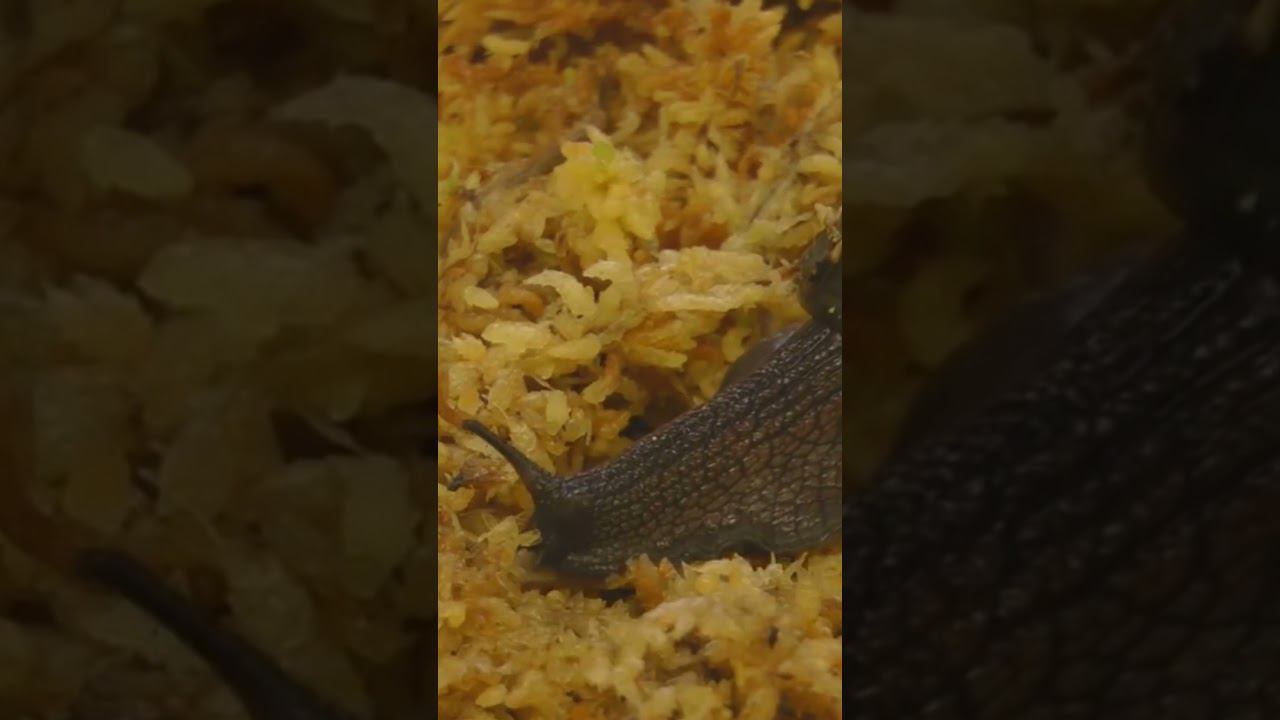 Гигантская улитка засасывает червей как спагетти смотреть онлайн