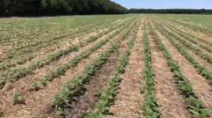 Бинарный посев донник + подсолнечник ПРОВАЛЕН