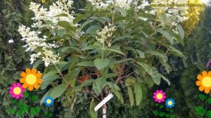 Гортензия. Краткий обзор, описание характеристик, где купить крупномеры hydrangea paniculata tardiv