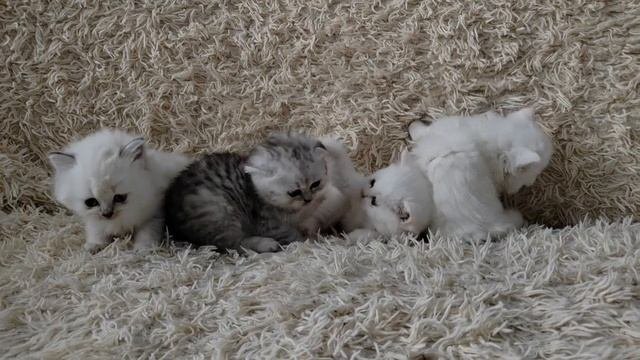 Шотландские котята
