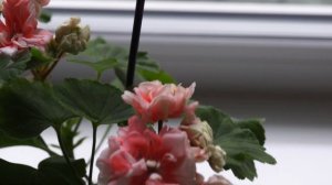 Пеларгония Denise Rockdala раскрыла свои розочки