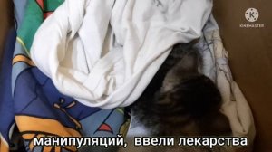 Спасаем маленького больного котенка с улицы