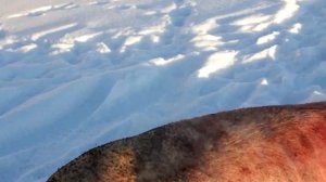 Как опалить свинью