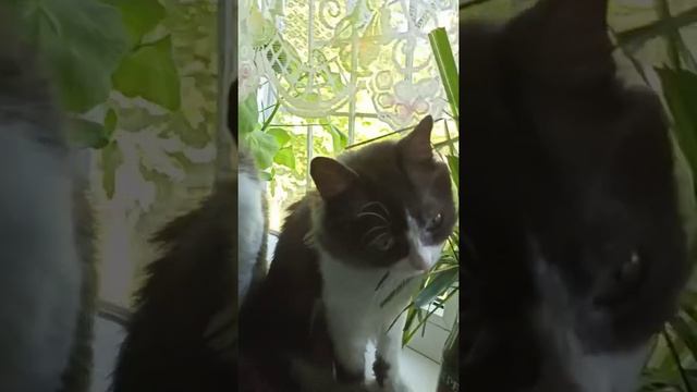 Как, важно кушать траву котикам!! 🌾🌾🌾How important is it for cats to eat grass!! 🌾🌾🌾