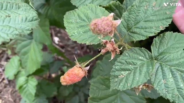 Собираем Тайберри.Обзор ягодной культуры.Hill farm PYO смотреть онлайн