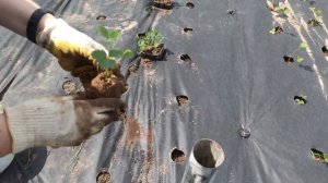 Посадочный конус для посадки кассетной рассады клубники