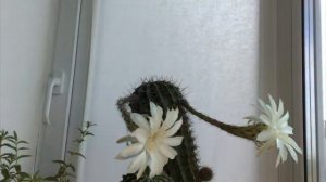 Одни сутки из жизни цветущего кактуса.