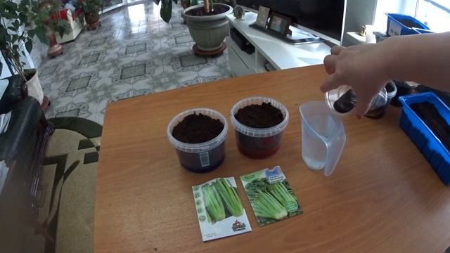 СЕЛЬДЕРЕЙ ЧЕРЕШКОВЫЙ, ПОСЕВ СЕМЯН  НА РАССАДУ (два способа).