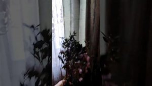 Купили багульник? Вы уверены? Давайте разбираться!