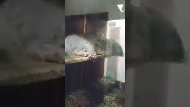Можно ли шиншилл содержать в одной клетке с другими зверьками?
