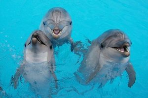 Дельфинотерапия Большой Сочинский Дельфинарий Dolphin Therapy 3 Big Sochi Dolphinarium