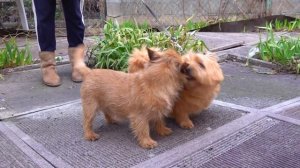 ?Знакомьтесь - Норвич-терьеры Кузя и Мери. Meet - Norwich Terrier.