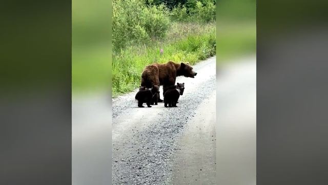 Случайно увидел семью медведей в лесу смотреть онлайн