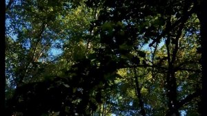 Прогулка по лесу - HD релакс видео с пением птиц и звуками леса - 20 минут медитации