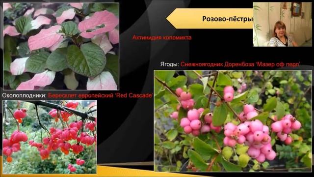 Декоративные деревья и кустарники для маленького сада
