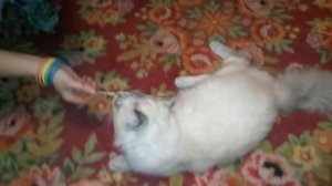 Как удовлетворить кошку без кота.