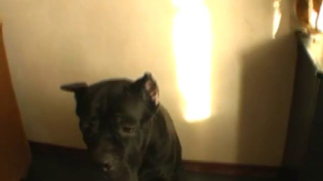 Корсо говорит Ма Ма смотреть онлайн