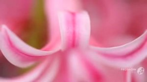 Hyacinthus - garden plants