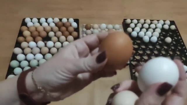 Голубое яйцо доминанта