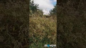 Сад Елены Константиновой
